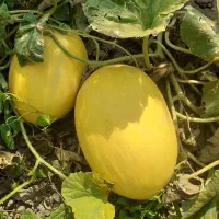 خربزه شیرازی