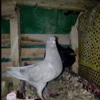 کبوتر جفت نرو ماده حمال معاوضه با گوشی
