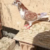 کفتر