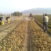 فروش سیب زمینی همدان