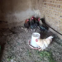 خروس رسمی ارگانیک چاق