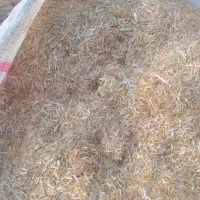 کاه گندم خالص کوبیده اماده