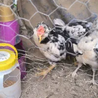 مرغ و خروس گلین لری