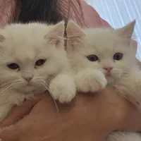 گربه بریتیش،نر و ماده ۲ ماهو نیم