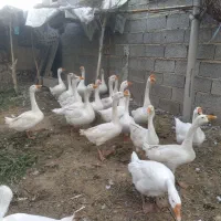 غاز لیندا 5 عدد