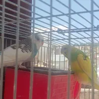 مرغ عشق نر و مادە