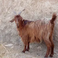 بز و کهره