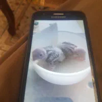 جوجه گرینچیگ