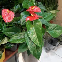 آنتریوم/گل گیاه آپارتمانی/زاموفیلیا بونسای