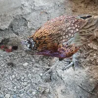 خروس امریکایی