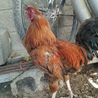 خروس|حیوانات مزرعه|مهاباد (آذربایجان غربی), |دیوار