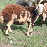 شیشک پلنگی ابستن