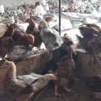 فروش جوجه مرغ و خروس یک‌ماهه و دو ماهه