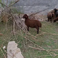 ۷۳۰۰۰۰۰|حیوانات مزرعه|فرح آباد, |دیوار