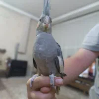 سلام یک عدد عروس هلندی دستی