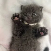 رایگان علاقه مند خانوم