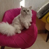 گربه