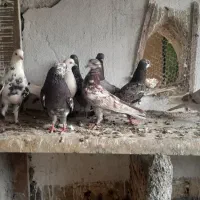 کفتر|پرنده|گرگان, |دیوار