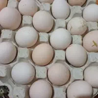 تخم مرغ محلی