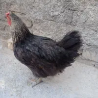 فروش مرغ تخم گذار