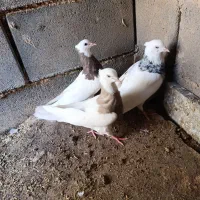 کفتر|پرنده|تهران, خلیج فارس|دیوار