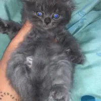 گربه اسکاتیش بلو مو بلند
