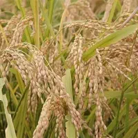 شلتوک و برنج و دوقد لنجان و گندم بومی لنجان