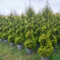 یاس هلندی و لاوسون