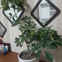 گل شفلرا ابلق با گلدان سرامیک سفید