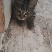 بچه گربه