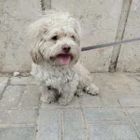 شیتزو نر ااصل