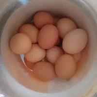 تخم مرغ