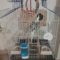 عروس هلندی