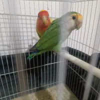 عروس هلندی کبوتر خونگی کوتوله