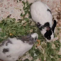 واگذاری جفت خرگوش خونگی