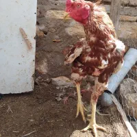 خروس لاری