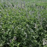 نعنا گلدارعرقگیری فقط تا فردا (مدت محدود)