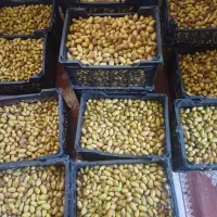 رطب تازه