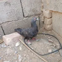 کفتر