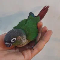 طوطی گرینچیک سرحال