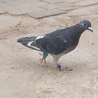 کفتر‌فروشی