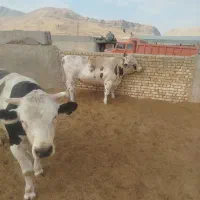 10راس گوسالع. کشتاری سرک بالا