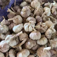سیر بذری|عمده‌فروشی|پارس‌آباد, |دیوار