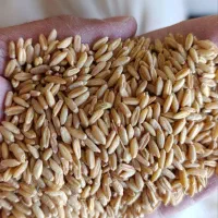 خرید گندم نقدی