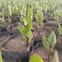 نهال پسته
