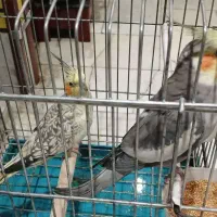 عروس هلندی نر و ماده