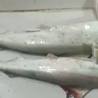 جل ماهی