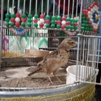 یک عدد س ه ر خاکی