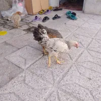 مرغ جوان خروس جوان سالم و سرحال