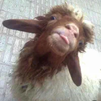 کله گوسفندی